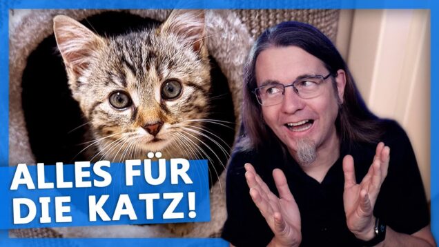 Plötzlich KATZEN-BABY 😻 Ein Erfahrungsbericht und Ratgeber.